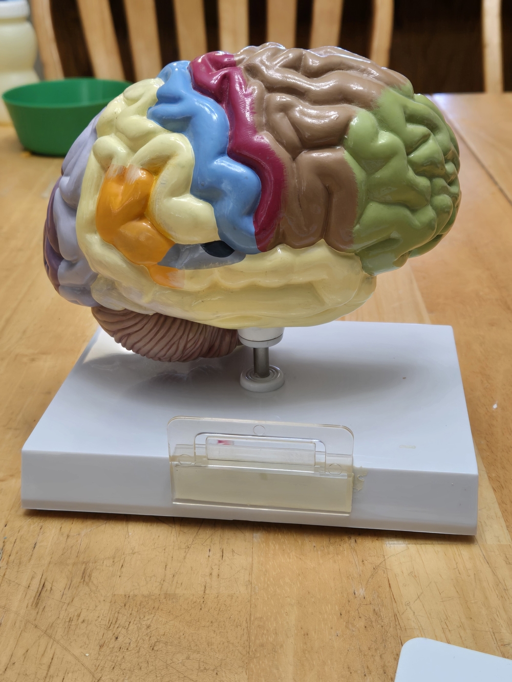 Educational  Brain Model - Multicolor - Picture 5 of 8